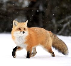 a red fox is walking through the snow