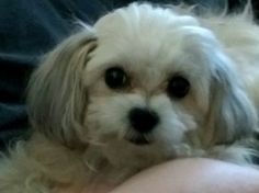 a small white dog sitting on top of a person's arm