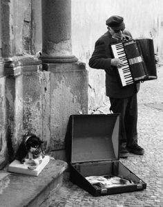 a man playing an accordion next to a cat on the street with another cat sitting in front of him