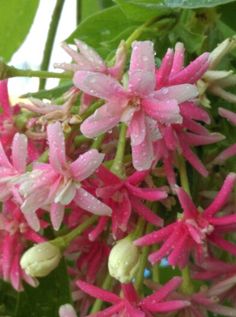 pink flowers with green leaves and water droplets on them in the rain or sun light