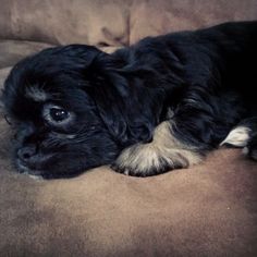 a small black and white dog laying on top of a brown couch next to a pillow