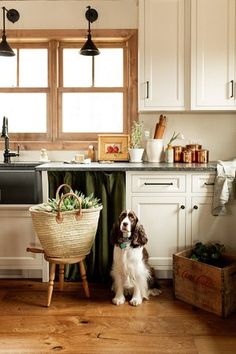 a dog sitting in the middle of a kitchen