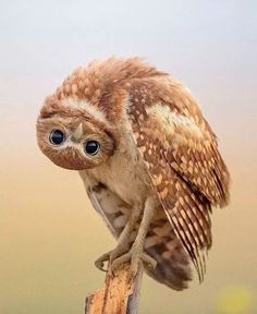 an owl sitting on top of a wooden post