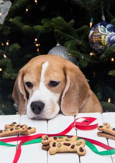 a brown and white dog laying on top of a wooden table next to christmas decorations