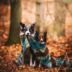 two dogs are sitting in the woods wearing blankets and scarves on their necks, one dog is looking at the camera