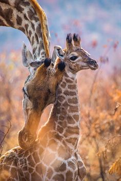 two giraffes are standing next to each other