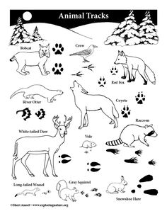 an animal track is shown in black and white, with the words animals on it