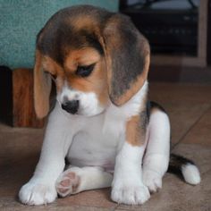 a beagle puppy sitting on the floor looking at something