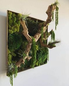 a moss covered wall hanging on the side of a white wall