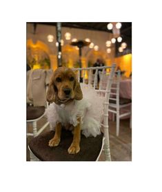 a dog in a dress sitting on top of a chair at a wedding reception,