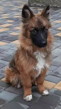 a brown and white dog sitting on top of a stone floor