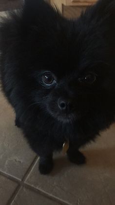 a small black dog standing on top of a tile floor