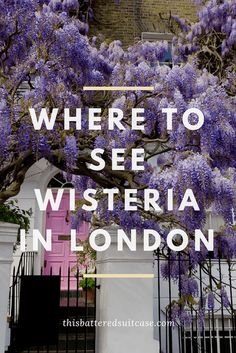 purple wisteria in london with the words where to see wisteria in london