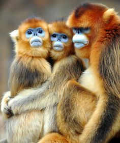 two brown and white monkeys standing next to each other