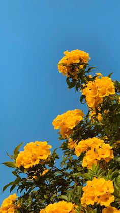 yellow flowers against a blue sky with green leaves on the top and bottom branches in the foreground