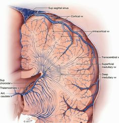 the anatomy of the human head and neck is shown in this diagram with labels on it