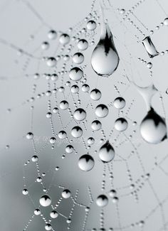 drops of water hanging from the side of a spider web on a white surface with black dots