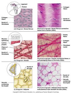 an image of different types of hair dyes and how they are used in this article