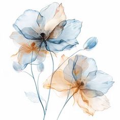 two blue and orange flowers on a white background with watercolor effect in the middle