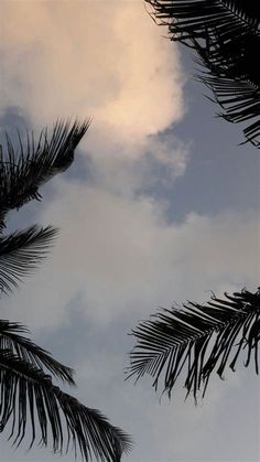 palm trees are silhouetted against the cloudy sky