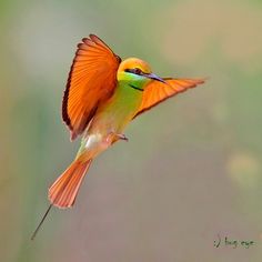 a colorful bird flying through the air with its wings spread