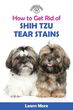 two shih tzu dogs sitting next to each other on the cover of how to get rid of shih tzu tear stains