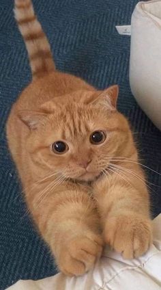 an orange tabby cat laying on the floor next to a white toilet paper roll