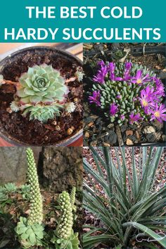 The Best Cold Hardy Succulents Rock Garden Succulents, Cold Tolerant Succulents, Winter Hardy Succulents, Hardy Succulent Garden Outdoor, Shade Succulents Outdoor, Cold Hardy Perennials, Succulent Rock Garden Landscaping, Xeriscape Yard, Cold Hardy Succulents