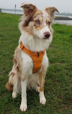 a brown and white dog sitting on top of a lush green field