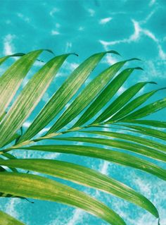 a palm tree branch in front of a blue sky and some water with small clouds