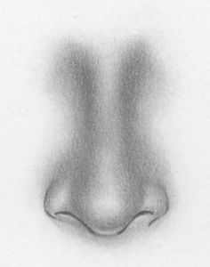 a pencil drawing of a nose