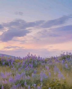 a field full of purple flowers under a cloudy sky