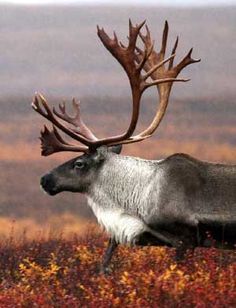 a reindeer with large antlers walking through tall grass