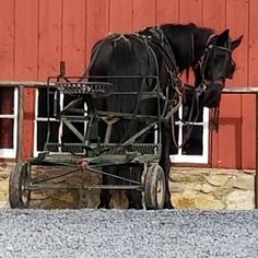 a black horse pulling a carriage with two people on it's back in front of a red barn