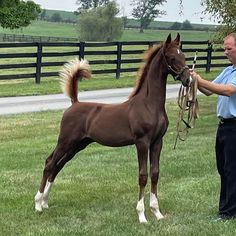 a brown horse standing on top of a lush green field next to a person holding a bridle