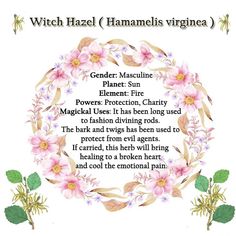 a poem with flowers and leaves in the center, which reads witch hazel hammelis virgin