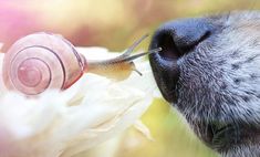 a close up of a dog's nose with a snail on top of it