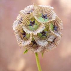 a close up of a flower with water droplets on it