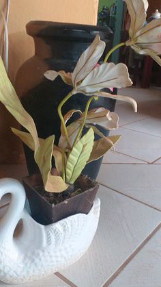 a potted plant sitting on top of a white table next to a black vase