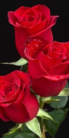 three red roses with water droplets on them are in front of a black background,