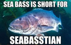 there is a fish that is swimming in the water and it says sea bass is short for sebastian