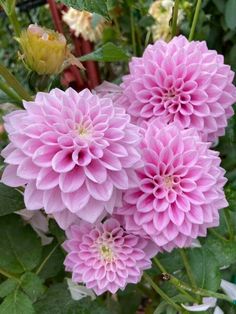 pink flowers are blooming in the garden