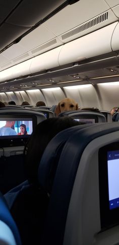 a dog is sitting on the seat in an airplane and watching tv with his owner