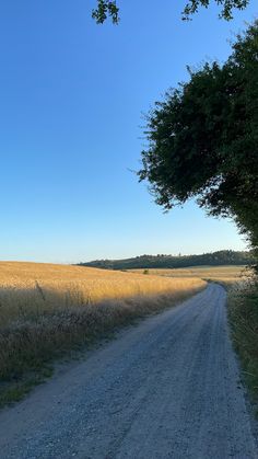 an empty dirt road in the middle of a wheat field with trees on either side