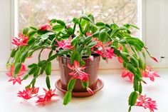 a potted plant sitting on top of a window sill next to a window