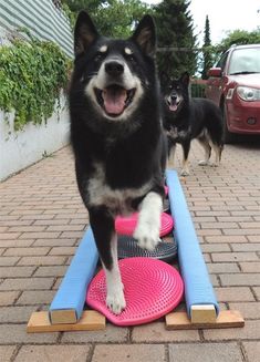 a black and white dog standing on top of a pink frisbee in front of two dogs