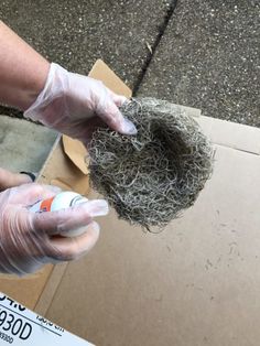 a person wearing gloves and latex holds a bird's nest in front of a cardboard box