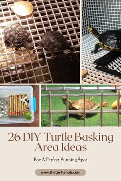 several pictures of turtle baskings in their cage with text overlay that reads, 26 diy turtle basking area ideas for a perfect summer spot