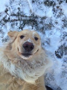 a golden retriever sitting in the snow looking up