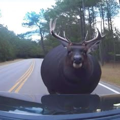 an antelope is driving down the road in front of a car with its horns hanging out